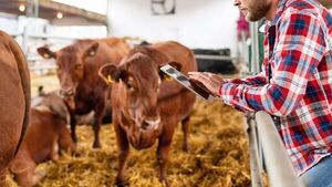 Se lanzó Super Tobiano: la nueva red digital para compra y venta de ganado en Paraguay