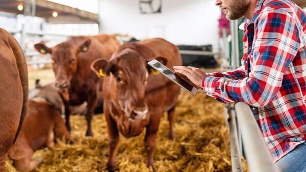 Se lanzó Super Tobiano: la nueva red digital para compra y venta de ganado en Paraguay