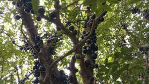 Altos rescata el yvapurū: la fruta nativa que vuelve a las ferias (desde mermelada y vinagre hasta helado)