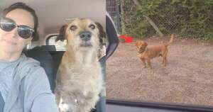 La Nación / ¿Reencarnó? Apareció el doble de Chiruzo, el perro de Pabla Thomen