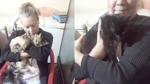 Exparejas pagan “pensión gatuna” desde el extranjero