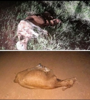 Corrupción uniformada: Policías de Coronel Bogado estarían involucrados en robo de ganado, denuncia fiscala interviniente – La Mira Digital