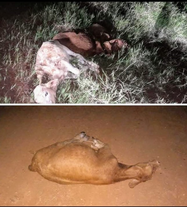 Corrupción uniformada: Policías de Coronel Bogado estarían involucrados en robo de ganado, denuncia fiscala interviniente – La Mira Digital