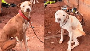 Lince ejemplar rescata a dos perros víctimas de crueldad: “La ley existe y vamos a hacerla cumplir” - Noticiero Paraguay