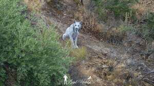 Por primera vez avistan a un lince ibérico "blanco" en España