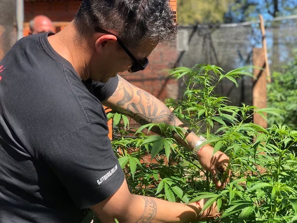 Legalización del cannabis impulsaría la economía rural paraguaya