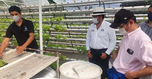 La Nación / Senave posterga temporalmente registro obligatorio de cinco rubros frutihortícolas