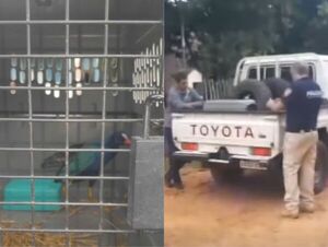 Popular / Rescataron un raro pájaro en Mariano Roque Alonso