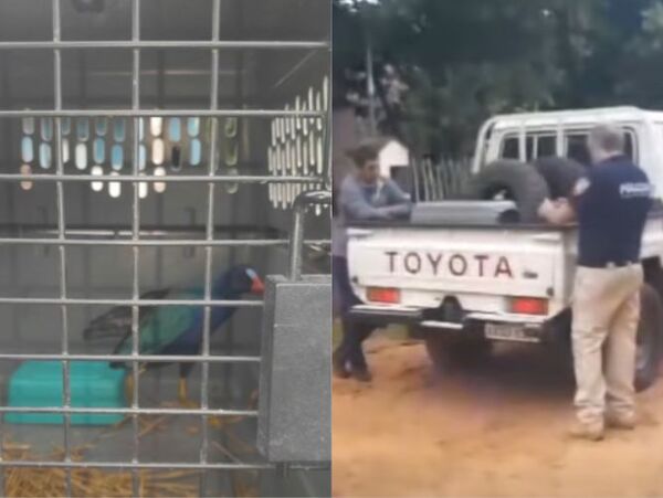 Popular / Rescataron un raro pájaro en Mariano Roque Alonso