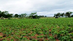 Lluvias ayudan al desarrollo óptimo de cultivos, dice la UGP