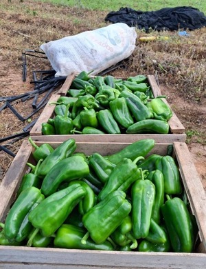 Productores de Caaguazú colocan hortalizas en el mercado con apoyo del MAG