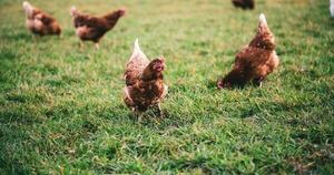 Diario HOY | Degenerados abusaban de un niño en una granja