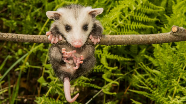 Temporada de mykurẽs: son tranquilos, inofensivos y “casi héroes” combatiendo plagas