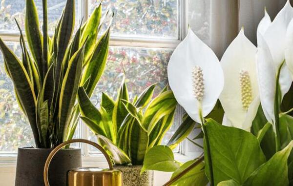 Plantas que no debes poner en tu cuarto de baño si no tienes ventanas ni luz natural