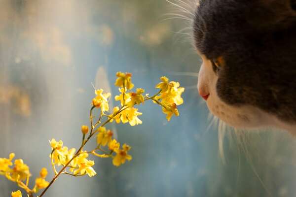 Qué olores aman (y odian) los gatos según la ciencia del olfato felino - Mascotas - ABC Color