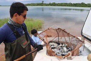 Realizan siembra y marcación de más de 3.500 ejemplares de pira pytã en el embalse de Itaipú | DIARIO PRIMERA PLANA