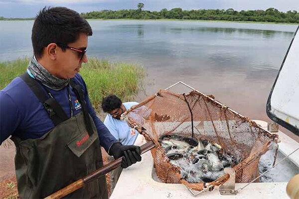 Realizan siembra y marcación de más de 3.500 ejemplares de pira pytã en el embalse de Itaipú | DIARIO PRIMERA PLANA