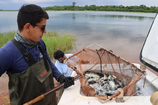 Itaipú libera y marca más de 3.500 ejemplares de pira pytã en su embalse - ADN Digital