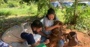 La Nación / Vacunan contra la rabia a más de 70 mascotas en Capiatá y Villa Elisa