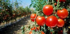 El elevado precio del tomate desalienta su consumo, advierten productores - Economía - ABC Color