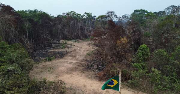 La Nación / La Amazonía brasileña registra la menor área deforestada desde 2014