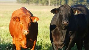 Brangus Paraguay reveló su ranking 2025: ¿Quiénes son los mejores criadores y expositores?