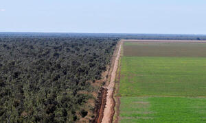 Atento Mercosur: UE propone ajustes para aplicación de su Reglamento sobre Deforestación