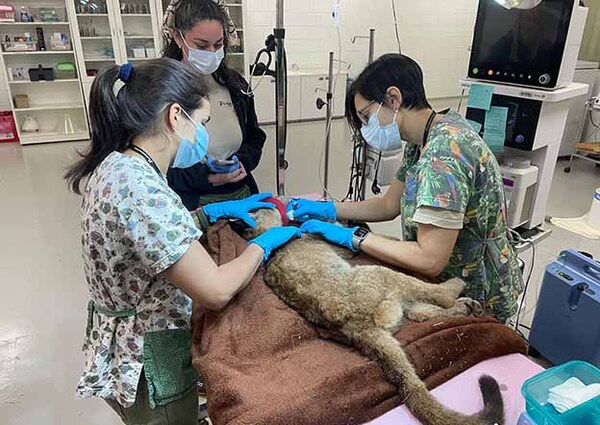 Cachorro de puma rescatado por bomberos es atendido en el Hospital Faunístico de Itaipú | DIARIO PRIMERA PLANA