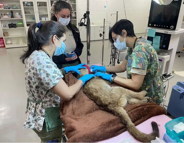 Popular / Rescatan a cachorro de puma en Katueté