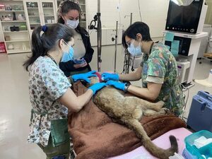 Cachorro de puma rescatado por bomberos es atendido en el Hospital Faunístico de Itaipú - ADN Digital