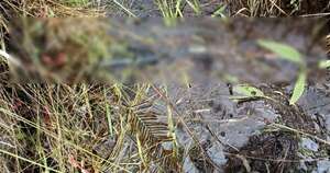 Diario HOY | Mataron a un pescador e hirieron a su hermano: tres detenidos por el caso