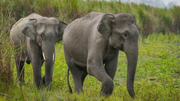 Muere un hombre en Malasia tras ser atacado por una manada de elefantes