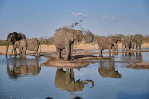 Muere un hombre en Malasia tras ser atacado por una manada de elefantes - Mundo - ABC Color