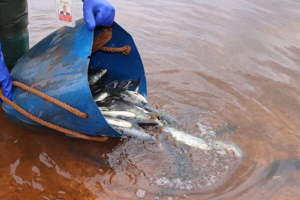 Realizan siembra y marcación de más de 3.500 ejemplares de pira pytã