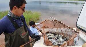 Realizan siembra y marcación de más de 3.500 ejemplares de pira pytã en el embalse de ITAIPU
