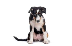 Castigos verbales: ¿rompen la confianza entre mascotas y humanos? - Mascotas - ABC Color