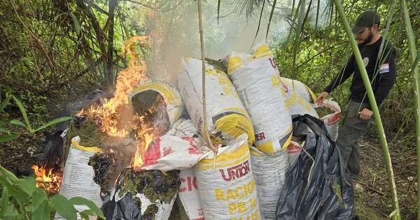 La Nación / Concepción: Senad elimina más de 8 toneladas de marihuana en operativo rural