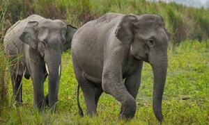 Muere un hombre en Malasia tras ser atacado por una manada de elefantes – Prensa 5