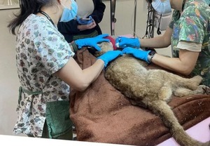 Popular / Hallan a puma en mal estado al costado de la ruta