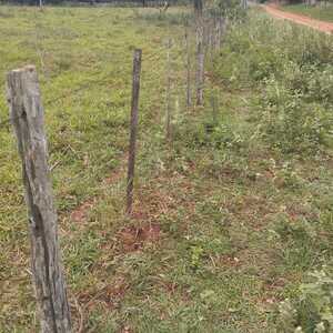 Abigeato en establecimiento ganadero de zona rural de Paso Horqueta - Concepción al Día