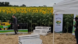 Armaron un rincón especial para sacarse fotos con los girasoles en Campo 9