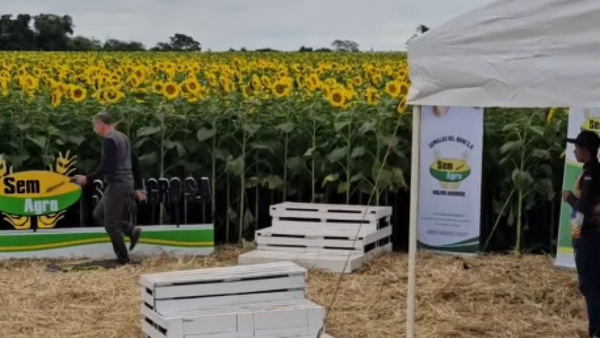 Armaron un rincón especial para sacarse fotos con los girasoles en Campo 9