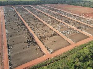 Ganado gordo: industrias cautelosas, precios divididos, y un mercado expectante
