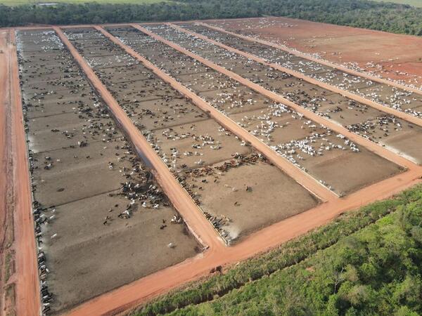 Ganado gordo: industrias cautelosas, precios divididos, y un mercado expectante