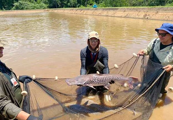 Técnicos de la Estación de Acuicultura de Itaipú instan a respetar la veda pesquera y proteger la diversidad en los ríos | DIARIO PRIMERA PLANA