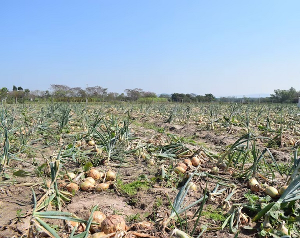 Productores de cebolla denuncian crisis y piden renuncia del minstro