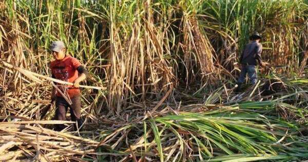Diario HOY | Declaran en emergencia el cultivo de caña de azúcar en varios departamentos