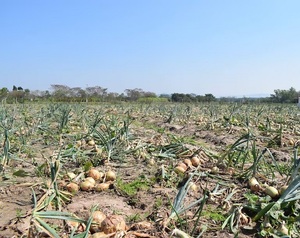 Productores de cebolla denuncian crisis y piden renuncia del ministro
