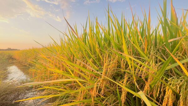 Cada grano cuenta: el arroz que crece con el país