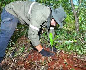 Itaipú enriquece parcelas de restauración forestal con nuevas especies nativas - ADN Digital